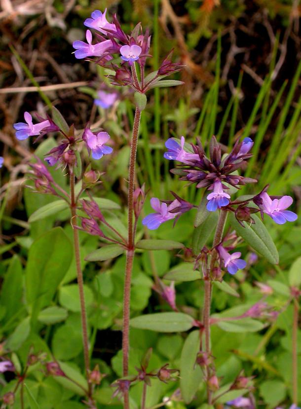 Collinsia parviflora