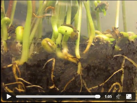 Прорастание