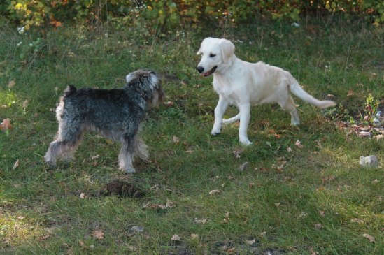 инфа собаки